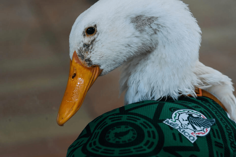 O que é The Patriotic Duck (MERLIN)? Por que esta meme coin da Copa do Mundo viralizou na Solana?
